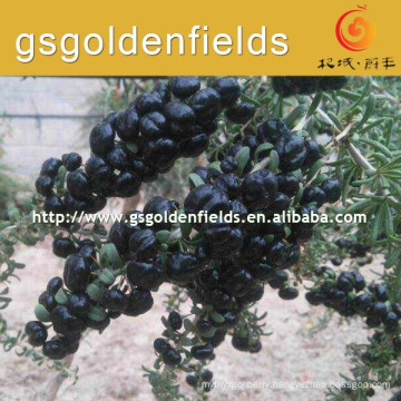 two year survival rate high black goji berry young Seedling for sale